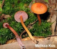 Hygrocybe purpureofolia