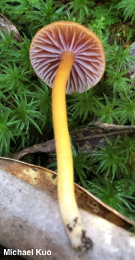 Hygrocybe purpureofolia