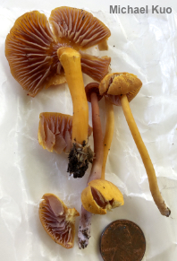 Hygrocybe purpureofolia