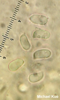 Hygrocybe purpureofolia