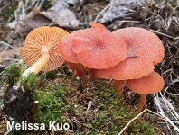 Hygrocybe squamulosa