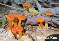 Hygrocybe squamulosa