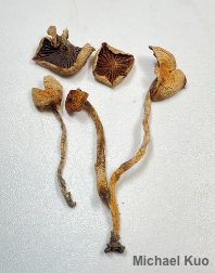 Hygrophorus discoxanthus