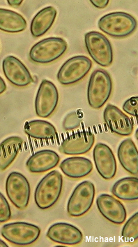 Hypholoma subviride