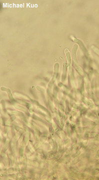 Imleria pallida