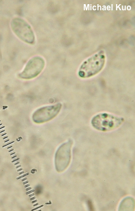 Infundibulicybe squamulosa