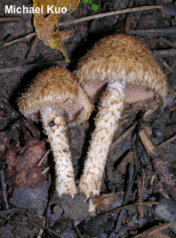 Lacrymaria echiniceps