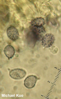 Lactifluus caeruleitinctus