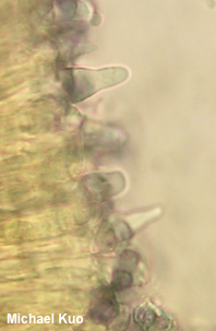 Lactifluus caeruleitinctus