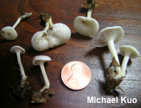 Leucocybe candicans