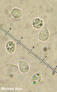 Lichenomphalia umbellifera