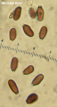 Melanogaster broomeanus