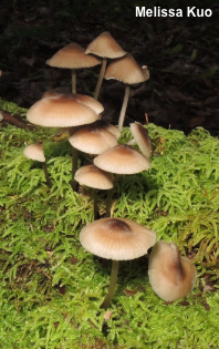 Mycena algeriensis