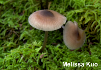 Mycena algeriensis