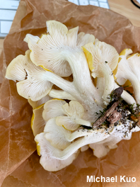 Pleurotus citrinopileatus