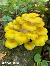 Pleurotus citrinopileatus