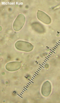 Pseudoclitocybe cyathiformis