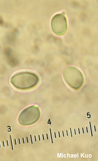 Pseudoomphalina compressipes
