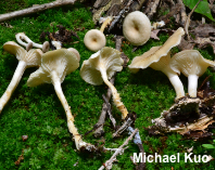 Rhizocybe species 01