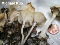 Rhizocybe species 01