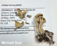 Rhizocybe species 01