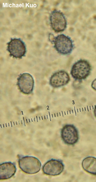 Russula sericeonitens
