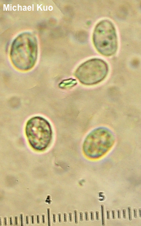 Sparassis spathulata herbstii