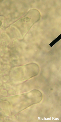 Strobilurus lignitilis