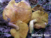 Suillus americanus pseudosibiricus