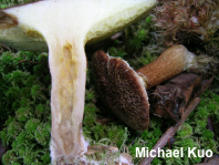 Suillus ampliporus