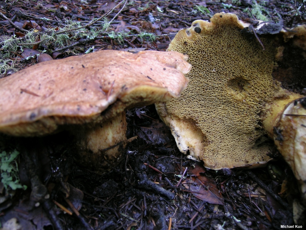 Suillus caerulescens (MushroomExpert.Com)
