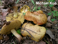 Suillus kaibabensis