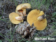 Suillus kaibabensis