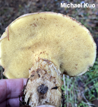 Suillus ponderosus