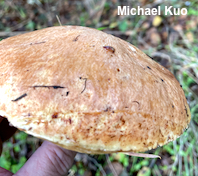 Suillus ponderosus