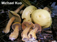 Suillus punctipes