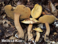 Suillus punctipes