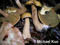 Suillus punctipes