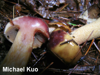 Suillus punctipes