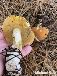 Suillus pungens