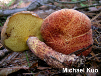 Suillus spraguei