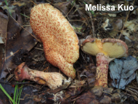 Suillus spraguei