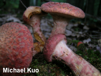 Suillus spraguei