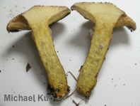 Suillus spraguei