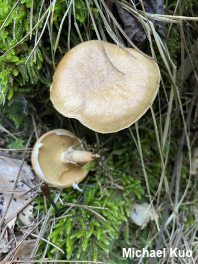 Suillus subalutaceus