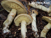 Suillus subalutaceus