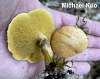 Suillus subalutaceus