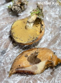 Suillus subalutaceus