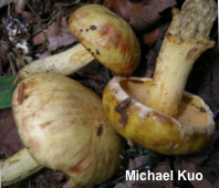 Suillus subaureus