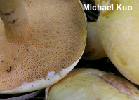 Suillus subaureus